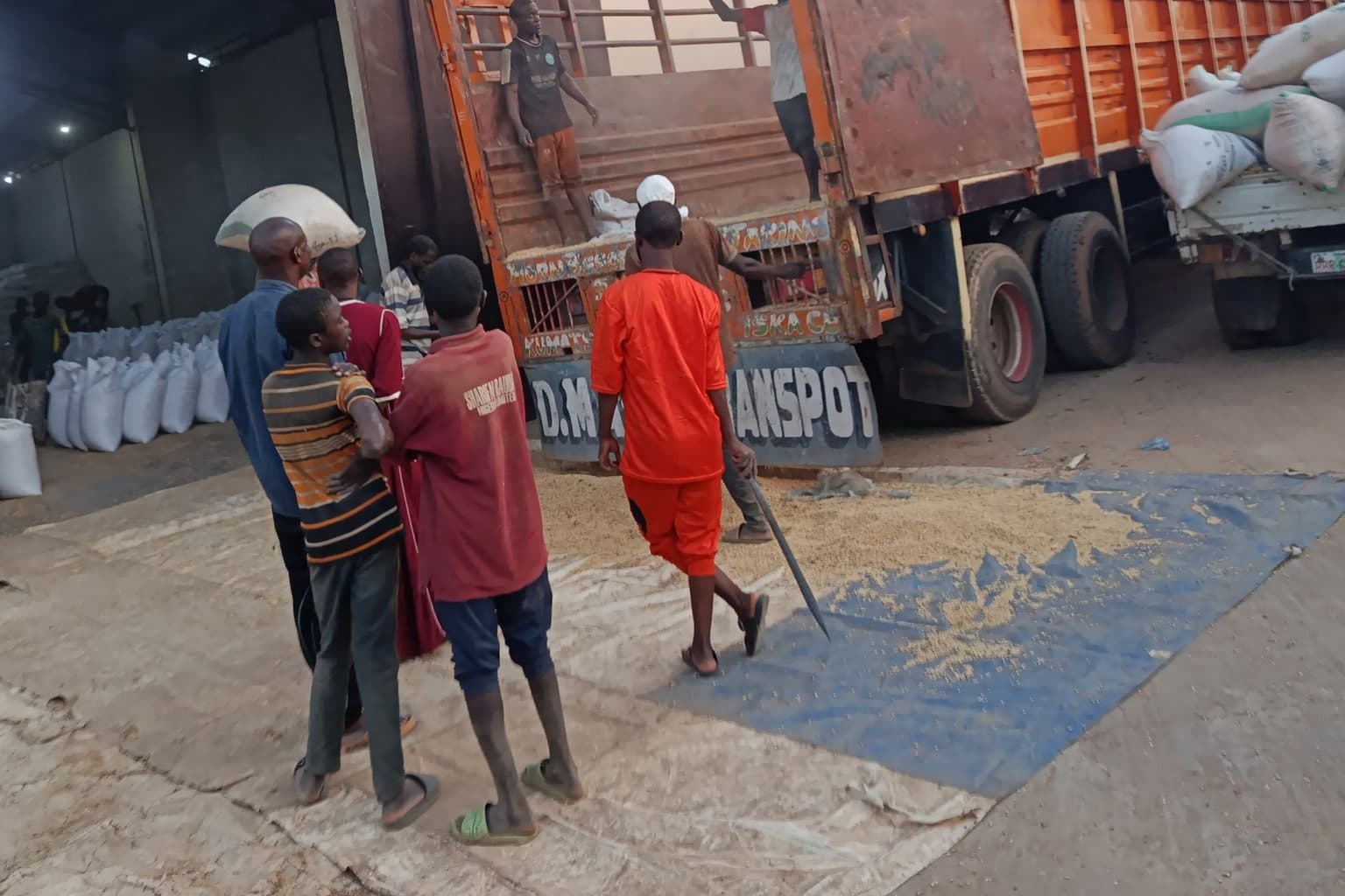 Maize spread on a sheet at intake, with the crew working it beside the trailer.
